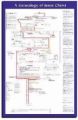 Chart-Genealogy Of Jesus Christ Wall (Laminated)